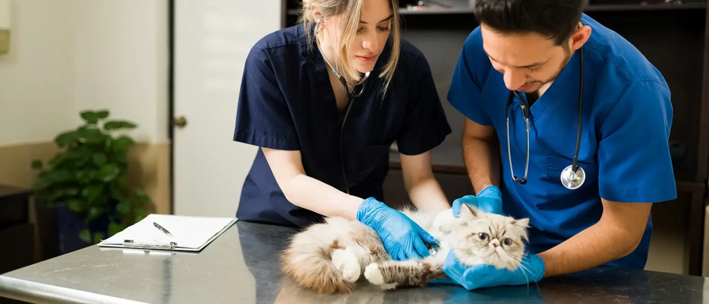 Key Strategies for Effective Veterinary Practice Marketing