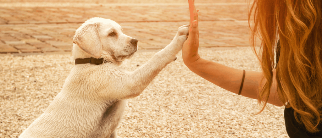 Strategies for Effective Reputation Management for Veterinarians