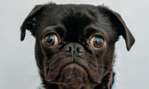 when vets make mistakes