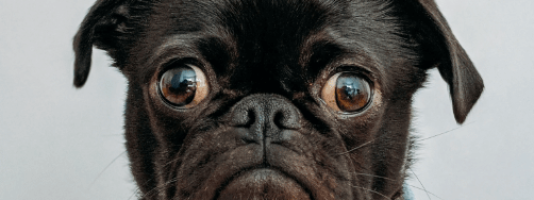 when vets make mistakes