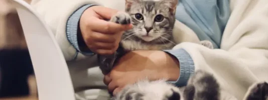 veterinary practice marketing